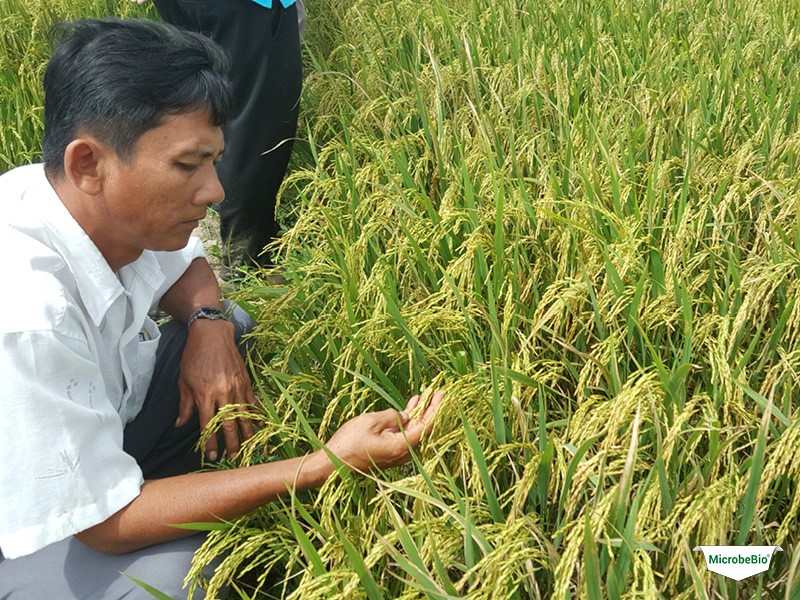 Microbebio Rice