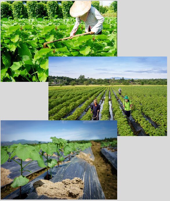 Fertilizer Microbial Fertilizer Microbial